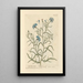 Petite centaurée - Elizabeth Blackwell — framed artwork on a wall