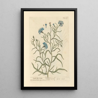 Petite centaurée - Elizabeth Blackwell — framed artwork on a wall
