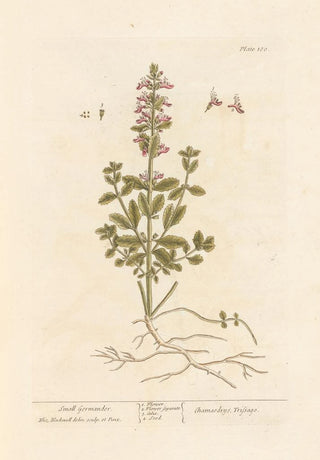 Small Germander - Elizabeth Blackwell — artwork view