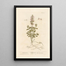 Small Germander - Elizabeth Blackwell — framed artwork on a wall