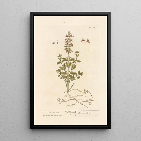 Small Germander - Elizabeth Blackwell — framed artwork on a wall