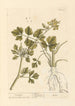 Ache - Elizabeth Blackwell — artwork view
