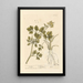 Ache - Elizabeth Blackwell — framed artwork on a wall