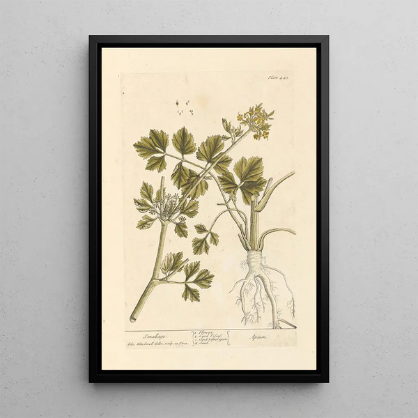 Ache - Elizabeth Blackwell — framed artwork on a wall