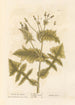 Laiteron lisse painting - Elizabeth Blackwell — artwork view