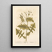 Laiteron lisse painting - Elizabeth Blackwell — framed artwork on a wall