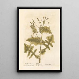 Laiteron lisse painting - Elizabeth Blackwell — framed artwork on a wall