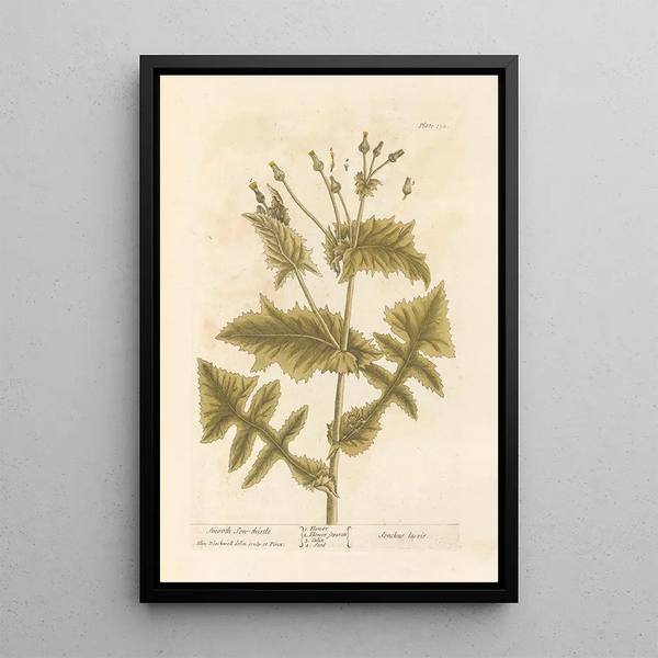 Laiteron lisse painting - Elizabeth Blackwell — framed artwork on a wall