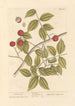 Bois de serpent - Elizabeth Blackwell — artwork view