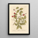 Bois de serpent - Elizabeth Blackwell — framed artwork on a wall