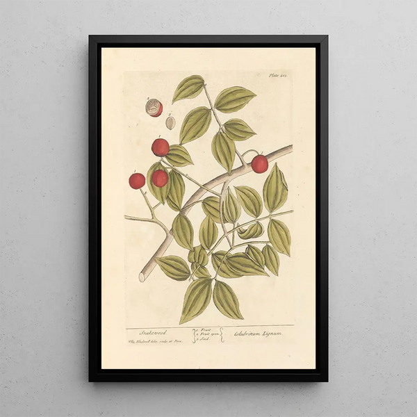 Bois de serpent - Elizabeth Blackwell — framed artwork on a wall