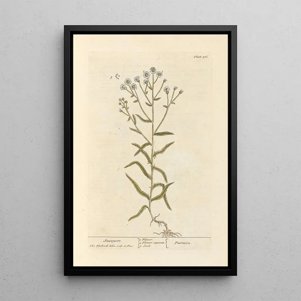 Achillée sternutatoire - Elizabeth Blackwell — framed artwork on a wall