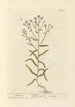 Achillée sternutatoire - Elizabeth Blackwell — artwork view