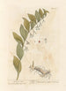 Seal of Solomon - Elizabeth Blackwell — artwork view