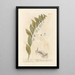 Seal of Solomon - Elizabeth Blackwell — framed artwork on a wall