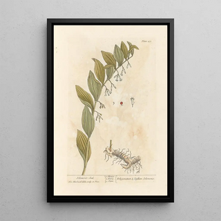 Seal of Solomon - Elizabeth Blackwell — framed artwork on a wall
