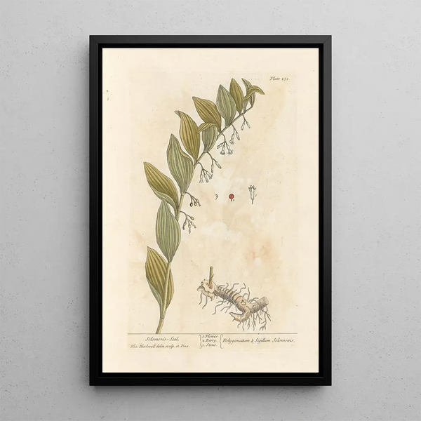 Seal of Solomon - Elizabeth Blackwell — framed artwork on a wall