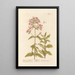 Saponaire ou herbe à foulon - Elizabeth Blackwell — framed artwork on a wall