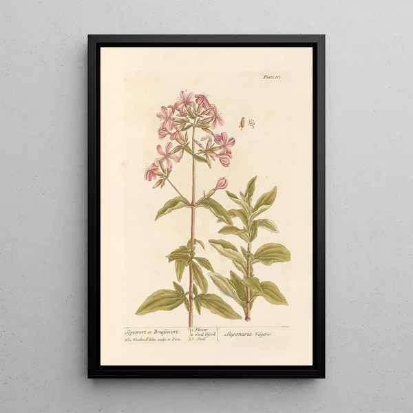 Saponaire ou herbe à foulon - Elizabeth Blackwell — framed artwork on a wall