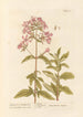 Saponaire ou herbe à foulon - Elizabeth Blackwell — artwork view