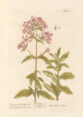 Saponaire ou herbe à foulon - Elizabeth Blackwell — artwork view