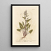 Oseille - Elizabeth Blackwell — framed artwork on a wall