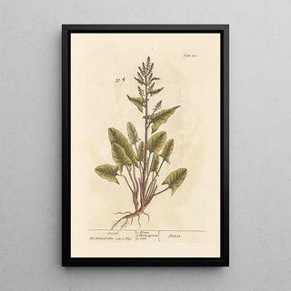 Oseille - Elizabeth Blackwell — framed artwork on a wall