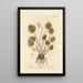 Cyclamen - Elizabeth Blackwell — framed artwork on a wall