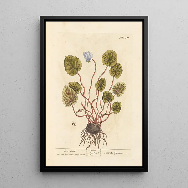 Cyclamen - Elizabeth Blackwell — framed artwork on a wall
