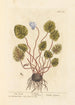 Cyclamen - Elizabeth Blackwell — artwork view
