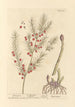 Asparagus - Elizabeth Blackwell — artwork view