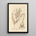 Asparagus - Elizabeth Blackwell — framed artwork on a wall