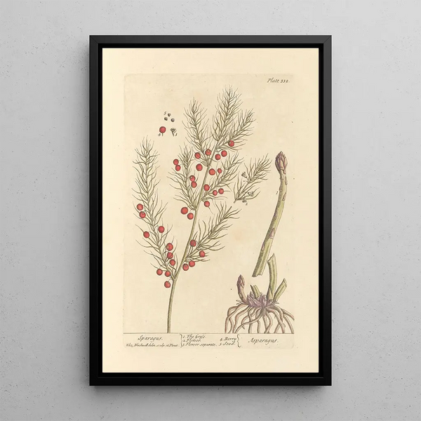 Asparagus - Elizabeth Blackwell — framed artwork on a wall