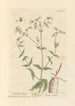 Poppy Spatling - Elizabeth Blackwell — artwork view