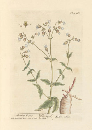 Poppy Spatling - Elizabeth Blackwell — artwork view