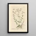 Poppy Spatling - Elizabeth Blackwell — framed artwork on a wall