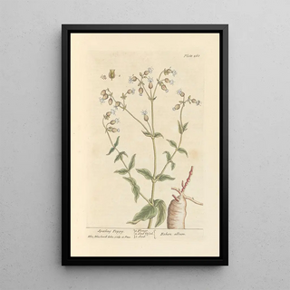 Poppy Spatling - Elizabeth Blackwell — framed artwork on a wall