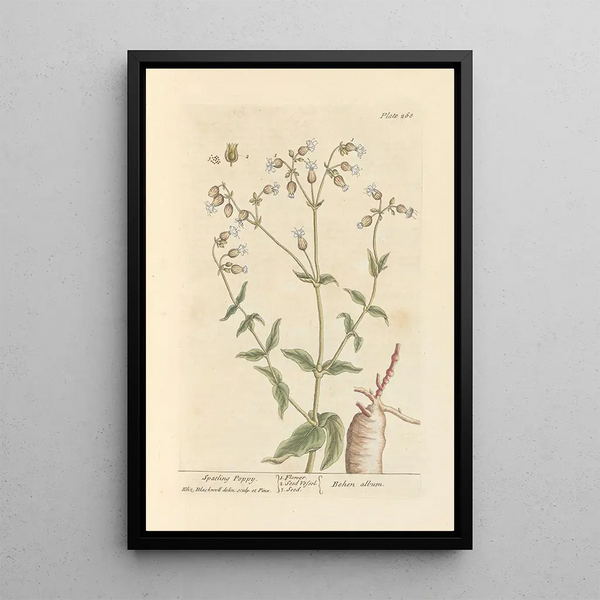 Poppy Spatling - Elizabeth Blackwell — framed artwork on a wall