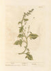 Spinach - Elizabeth Blackwell — artwork view