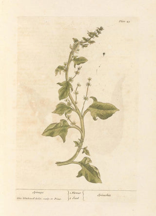 Elizabeth Blackwell - Spinage.webp