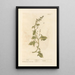Spinach - Elizabeth Blackwell — framed artwork on a wall