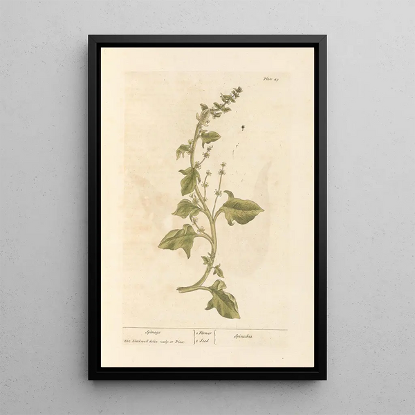 Spinach - Elizabeth Blackwell — framed artwork on a wall