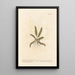 Scolopendre - Elizabeth Blackwell — framed artwork on a wall