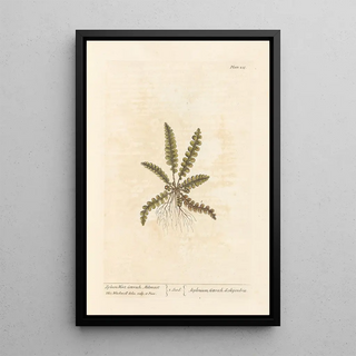 Scolopendre - Elizabeth Blackwell — framed artwork on a wall