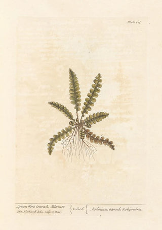 Scolopendre - Elizabeth Blackwell — artwork view