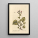 Pulmonary Spotted Painting - Elizabeth Blackwell — framed artwork on a wall