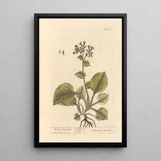 Pulmonary Spotted Painting - Elizabeth Blackwell — framed artwork on a wall