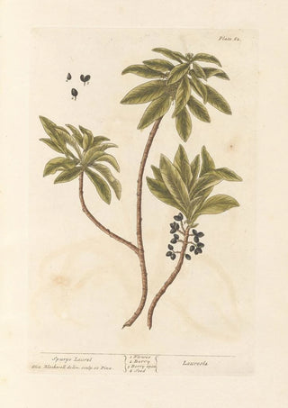 Elizabeth Blackwell - Spurge laurel.webp