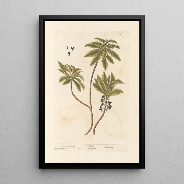 Daphné garou - Elizabeth Blackwell — framed artwork on a wall