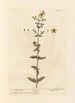 Millepertuis - Elizabeth Blackwell — artwork view